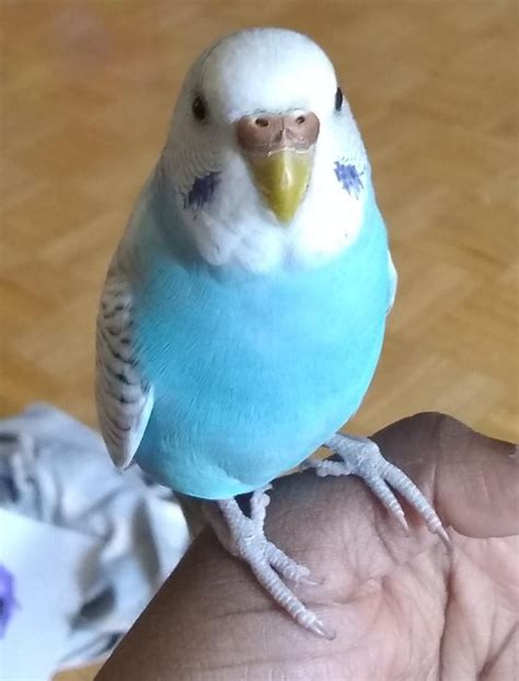 Gender Please Cere Was White Before But Recently Turned To This Color