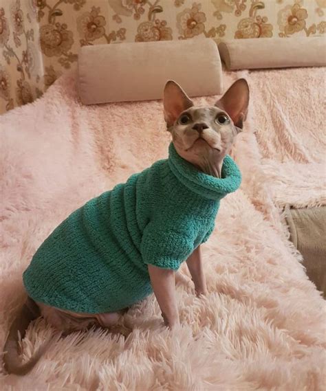 Cat Clothessphynx Clothessphynx Sweatercat Sweater Inspire Uplift