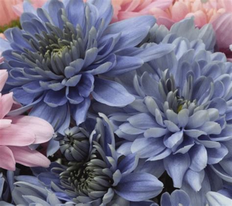 True Blue Chrysanthemum Flowers Created Using Genetic Engineering
