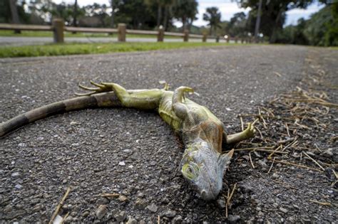 Le Froid Provoque Une Pluie Diguanes En Floride Photos Soirmag