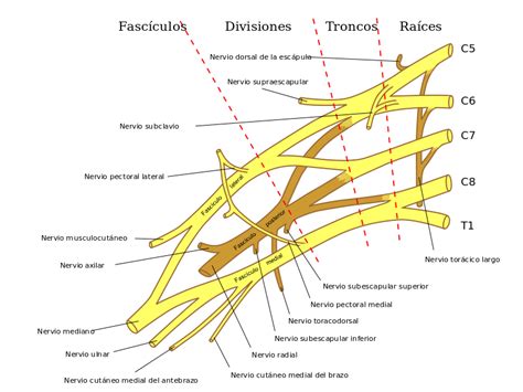 Plexo Braquial Explicado Sencillo Anatomía Del Plexo Braquial