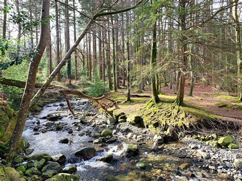 Tollymore Forest Park in Northern Ireland