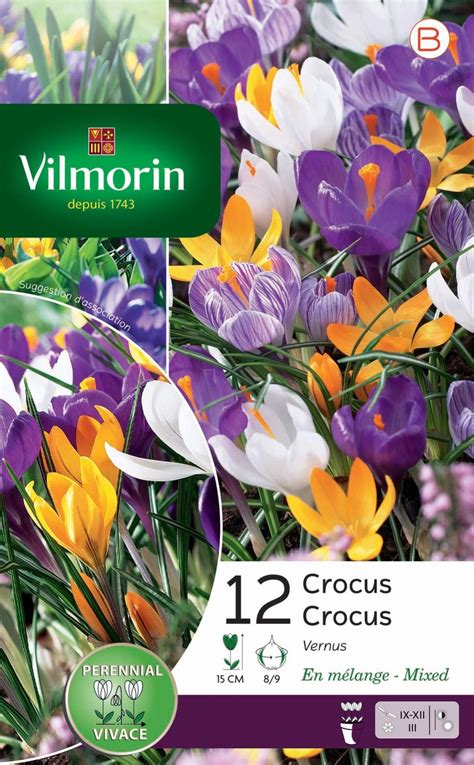 12 bulbe florale crocus vernus blanc violet jaune mauve strié