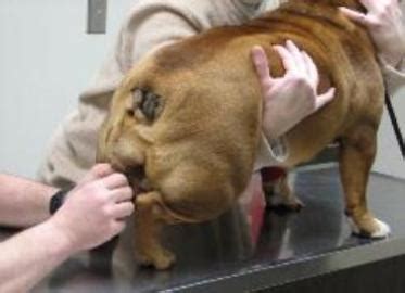 This breed is lively, lovable, and playful. English Bulldog breeding Minnesota, cesarean section photo,