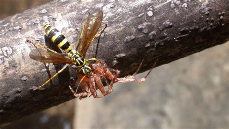 This New Wasp Species Turns Spiders Into Zombies