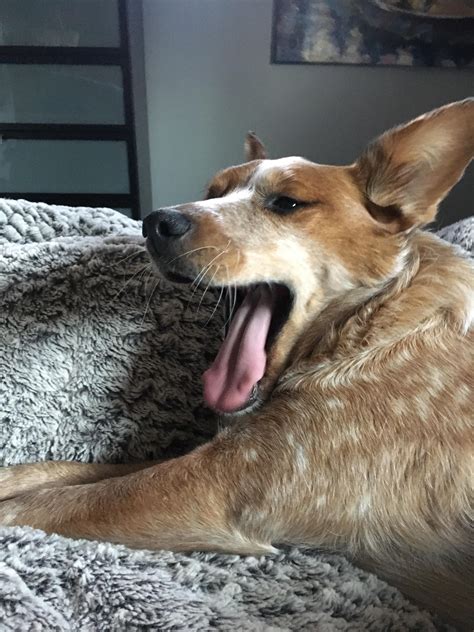 Dog Yawns Are The Best Yawns Aww Cute Animals Cats Dogs Dog