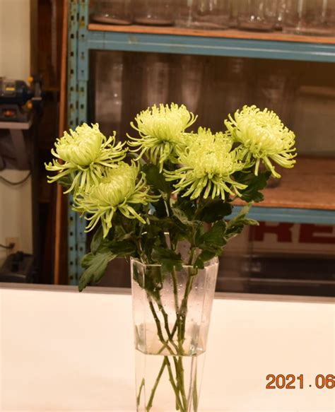 Chrysanthemum Anastasia Green Iandf Design