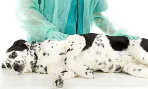 Should You Desex Your Dog What You Need To Know About Desexing