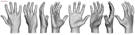 Hand Reference Anatomy 360