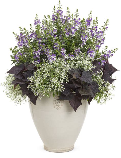 Annuals - Some for shade, some for height and some that smell so good | Proven Winners