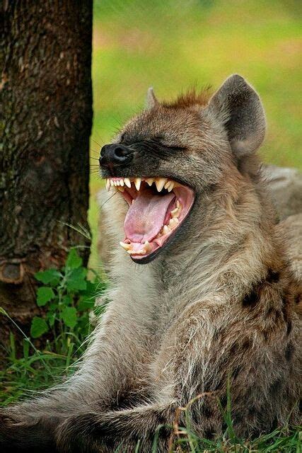 A Laughing Hyena Mundo Animal African Wildlife African Animals