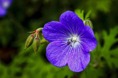 Free photo: Violet Flower - Bloom, Flower, Summer - Free Download - Jooinn
