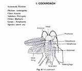 Structure Of Cockroach Pictures