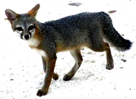 Gray Fox Urocyon Cinereoargenteus