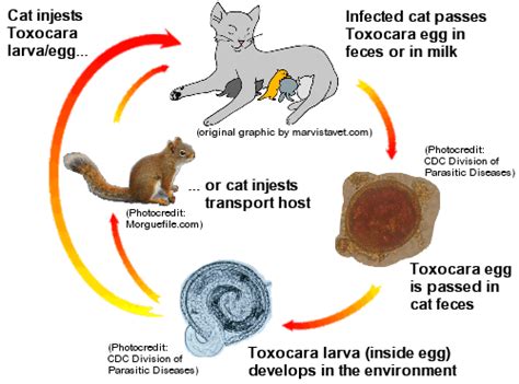 Area selection and problem definition (preliminary investigation): Roundworms in Cats - Identify, Prevention and Treatment