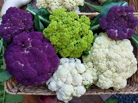 How To Grow Cauliflower From Seed To Harvest Homestead And Chill