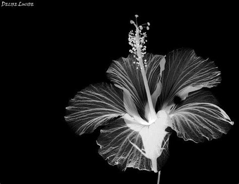 We did not find results for: xray flower regret | Xray flower, White photography, Black, white photography