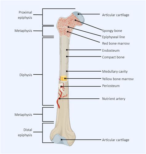 Labeled Long Bone Diagram