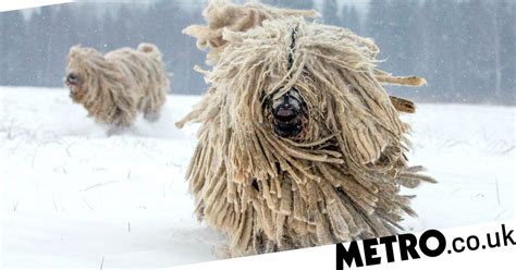 These Dogs Look Like Real Life Mops Metro News