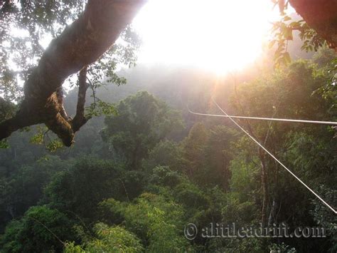 Best Laos Zipline Review Of The Gibbon Experience 2023 Ziplining