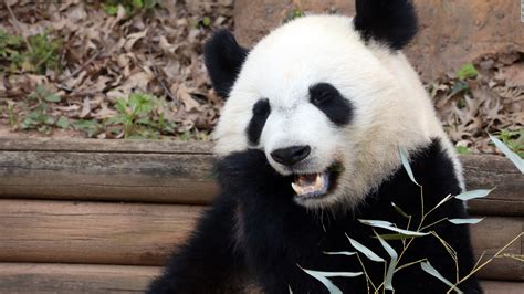 Pandas A Zoos Mission To Help Save Them Cnn