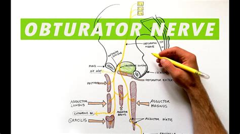 Obturator Nerve Distribution