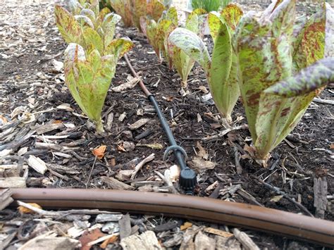 How Long To Run Drip Irrigation On Vegetables Greg Alders Yard Posts