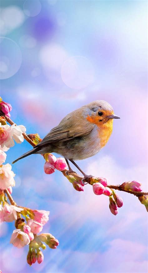 Spring Robins Wallpapers Wallpaper Cave