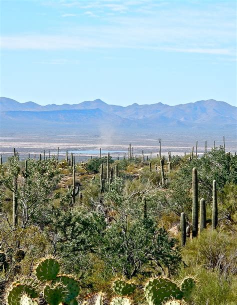 Saguaro National Park Outside Of Tucson Arizona Is A Magnificent