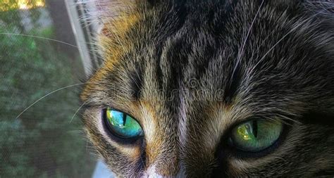 Beautiful Cat With Green Eyes Stock Photo Image Of Green Pensivelook