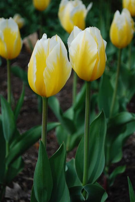 Tulipa Emperor Sweetheart Tulip From Adr Bulbs