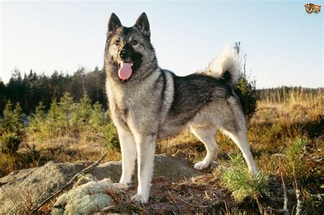 Norwegian Elkhound Dog Breed Information Buying Advice