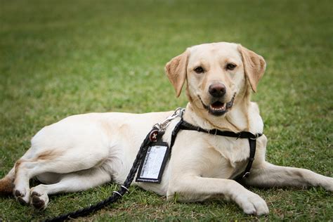 How Do Diabetic Service Dogs Work
