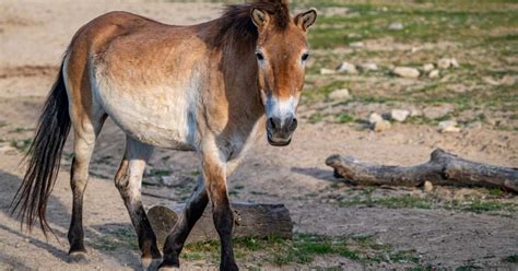 Kôň Przewalského 250 €rok Zoo Bratislava