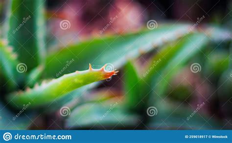 Macro Shot Of A Cactus Stock Image Image Of Botany 259018917
