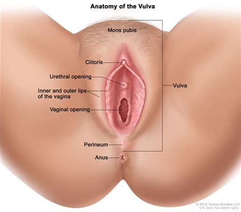 Vulvar Cancer Treatment Pdq®—patient Version National