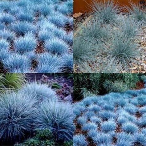 Blue Fescue Grass Database Plants