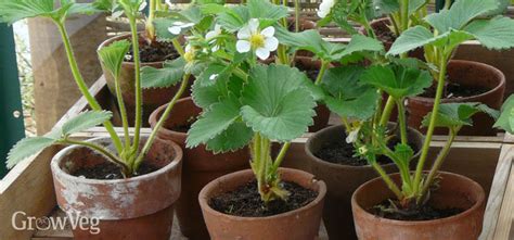 Schau dir angebote von garden fertilizer auf ebay an. How To Grow Strawberries In Pots With These Easy 4 Steps