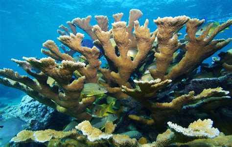 More Hope For Corals