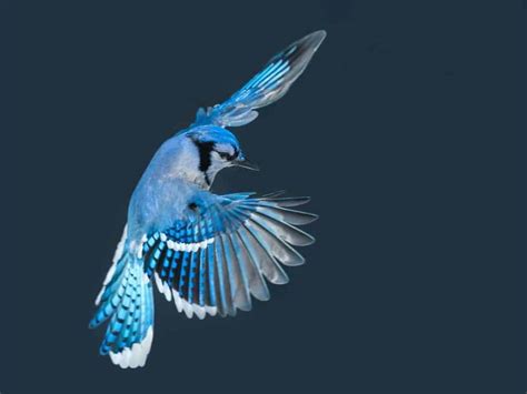 Blue Jay Bird Facts Cyanocitta Cristata A Z Animals