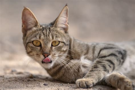 African Wildcat Wild Cats Domestic Cat Cats And Kittens