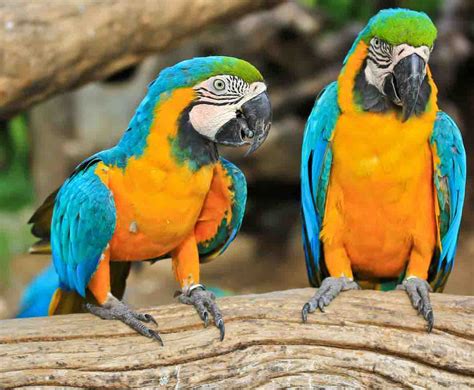 As far as the blue and yellow macaw facts are concerned, you will find here all the interesting information about them. Blue And Yellow Macaw | blue macaw | blue macaw parrot ...