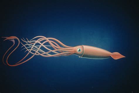 Giant Squid Encyclopedia Of Life