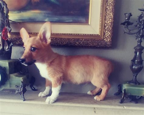 Review how much corgi puppies for sale sell for below. Pembroke Welsh Corgi Puppies For Sale | San Diego, CA #278763