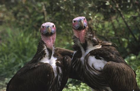 Nature Observations And Meanings Vultures Purification