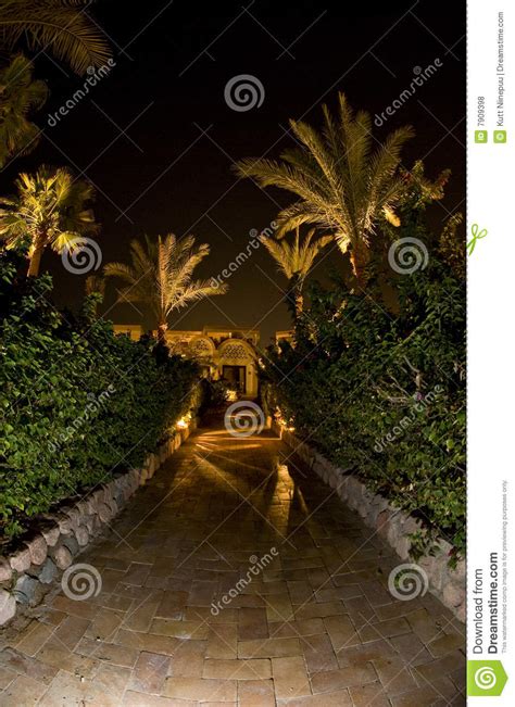 Palm Tree Lined Path At Night Stock Photo Image Of Buildings Stone