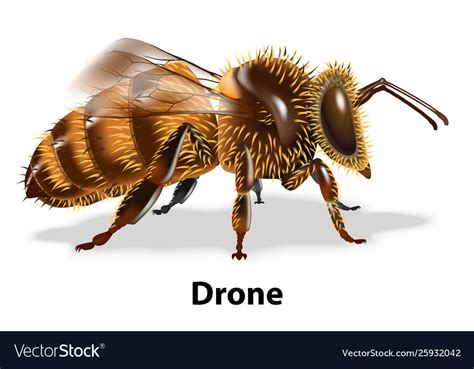 Drone Bee Royalty Free Vector Image Vectorstock