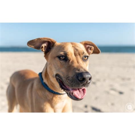 Grayson Ebsworth Medium Male Greyhound X Mastiff Mix Dog In Vic