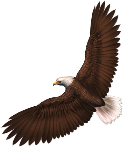 Download Eagle Png Image With Transparency Download Hq Png Image