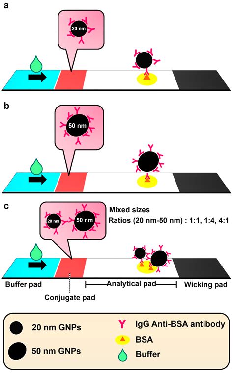 Biosensors Free Full Text Comparison Of Single And Mixed Sized Gold Nanoparticles On